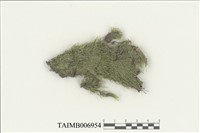 藏品(假鱗葉苔屬)的圖片